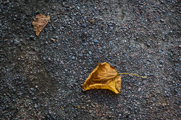 dry yellow leaves on grey sand, close-up