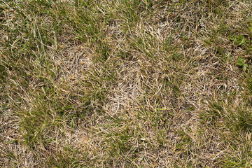 Close up top view abstract picture of weathered dry yellow wild grass field with some green blades on sunny spring or summer day. Beauty of natural environment concept.