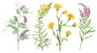 Set with wild plant (fireweed, toadflax, thistle, vicia cracca). Watercolor hand drawn painting illustration isolated on a white background.