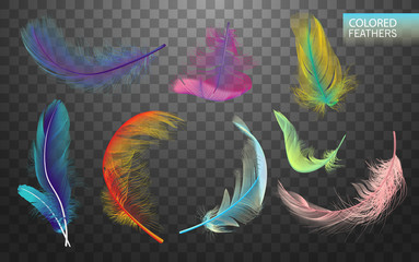 Wall Mural - set of isolated falling colored fluffy twirled feathers on transparent background in realistic style