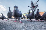Pigeons on the street are photographed from the ground level