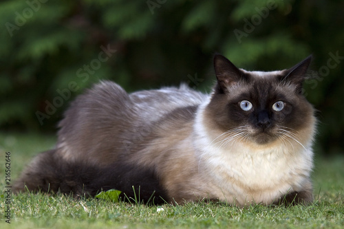 The Norwegian Forest Cat Is One Of The Half Long Haired Cats Buy