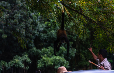 mono monkey playing with zoo keeper