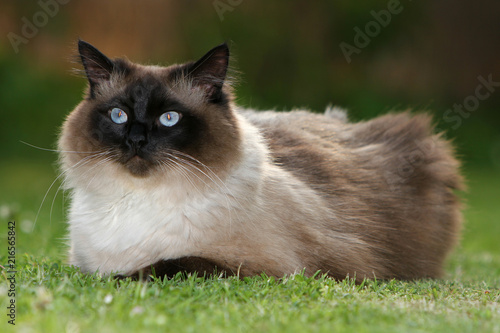 The Norwegian Forest Cat Is One Of The Half Long Haired Cats Buy
