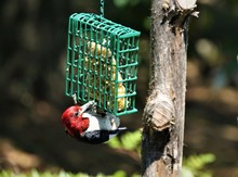 A Single Colorful Red-Headed Woodpecker (Melanerpes Erythrocephalus) Perching On The Green Suet Feeder Enjoys Eating Food And Resting On A Sunny Day In The Garden Background, Summer In GA USA.