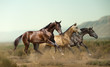 Three beautiful horses in prairies
