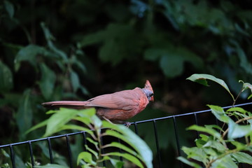 Wall Mural - Cardinal