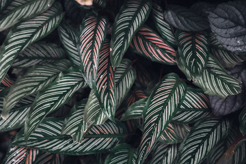 Dark faded green leaves pattern background