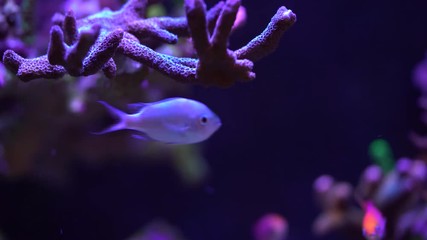 Wall Mural - chromis fish under a montipora sps coral