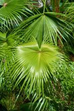 Green Leaves Of Fan Palm Tree.