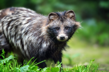 Canvas Print - Young wild raccoon