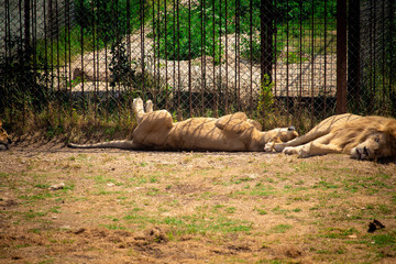 .two lions lie on the ground