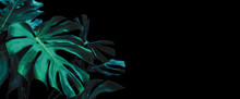 Monstera Deliciosa Or Swiss Cheese Plant Tropical Leaves On Black Background