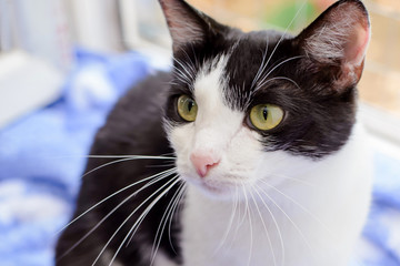 Poster - The face of a black and white cat closeup