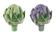 vector set of illustration green and violet vegetables artichoke on white background
