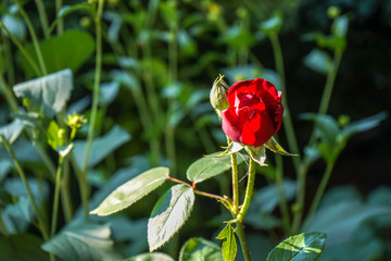 beautiful red rose in garden