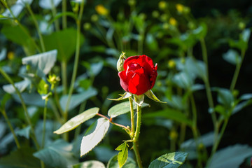 Wall Mural - beautiful red rose in garden