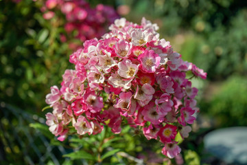 Wall Mural - big pink flower bud blooming in garden