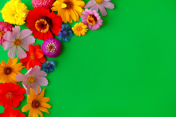 Wall Mural - Garden flowers on a green background. Colorful summer flowers on a bright green background. Summer floral background.