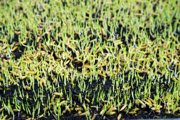 Poster - Rice growing in the field.