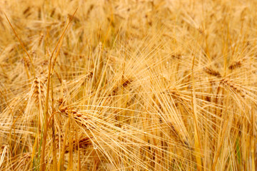 ripened wheat in summer