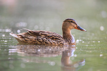 Wild Duck In The Pond
