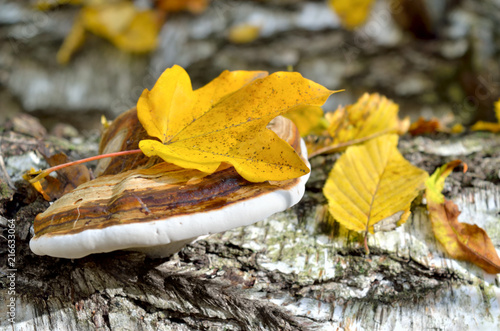 Fotografia, Obraz Polypore grows on the trunk of tree in autumn forest