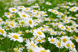 White daisy on  field