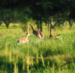 Deer at the grass at the meadow cute