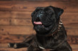 © Viorel Sima - funny boxer with tongue exposed lying with eye closed