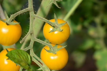 Poster - Yellow cherry tomatoes on a branch in a greenhouse