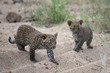 2 leopard cubs walking together
