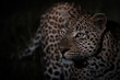 Leopard in the darkness and on the lookout