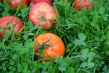 Poster - Red tomatoes in the grass