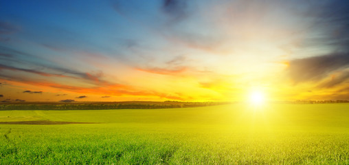 Green field and blue sky with light clouds. Above the horizon is a bright sunrise. Wide photo.