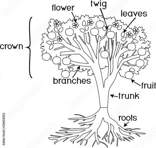 Coloring Page Parts Of Plant Morphology Of Tree With Crown Root System Fruits And Titles Stock Vector Adobe Stock