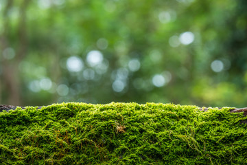 Moss in the rain forest background