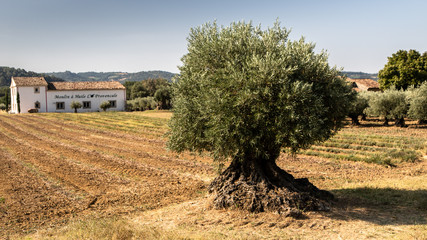 Wall Mural - Vieil olivier devant un moulin à huile en Provence