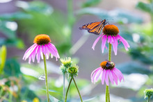 Monarch Butterfly, Danaus Plexippus, Enjoys Nectar From A Purple Coneflower Echinacea Bloom In The Garden