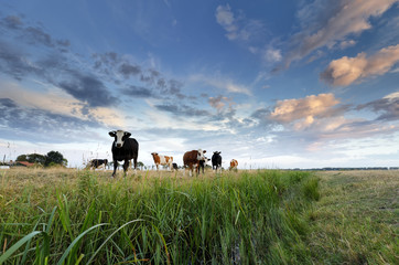 Wall Mural - few cows on pasture at sunset