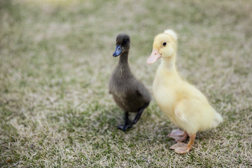 Baby Ducklings 1