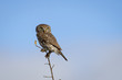 Owl in daylight with blue sky
