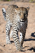 Leopard walking in sunlight