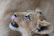 Lion cub looking up and licking his lips
