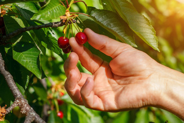 Wall Mural - the collection of red cherries hand tear the berries from the branch