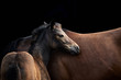 Fohlen und Stute, zwei braune Pferde vor schwarzem Hintergrund.