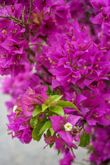 Wall Mural - Lesser bougainvillea glabra nyctaginaceae, tropical flowers from rainforest, close-up view