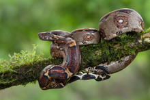 A Boa Constrictor Photographed In Costa Rica