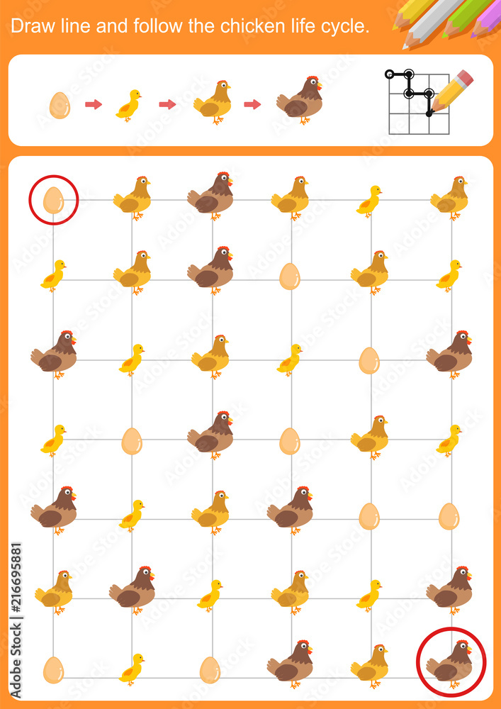 Draw line and follow the chicken life cycle. Worksheet for education ...