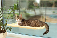 Cute Cat Lying On Window Pet Bed At Home
